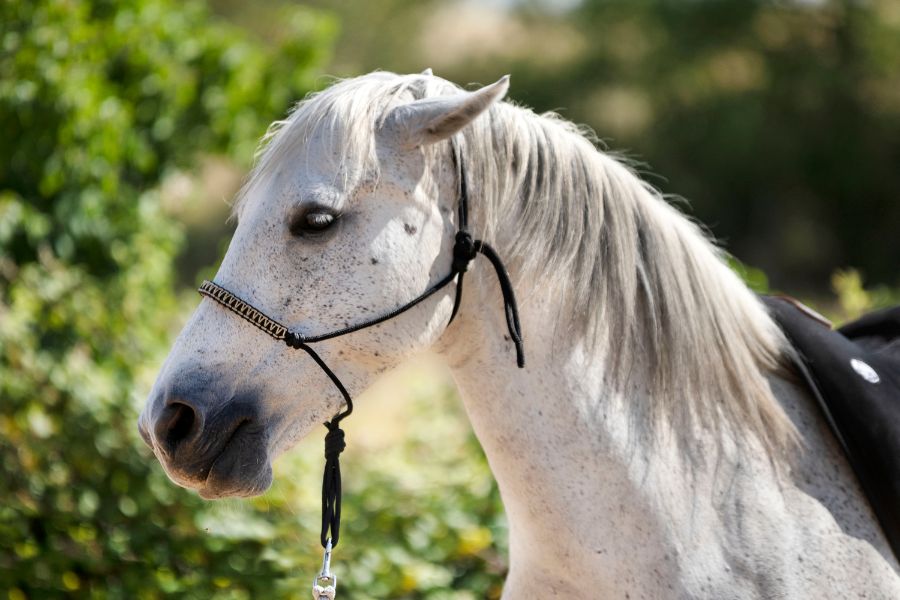 senior horse veterinary care