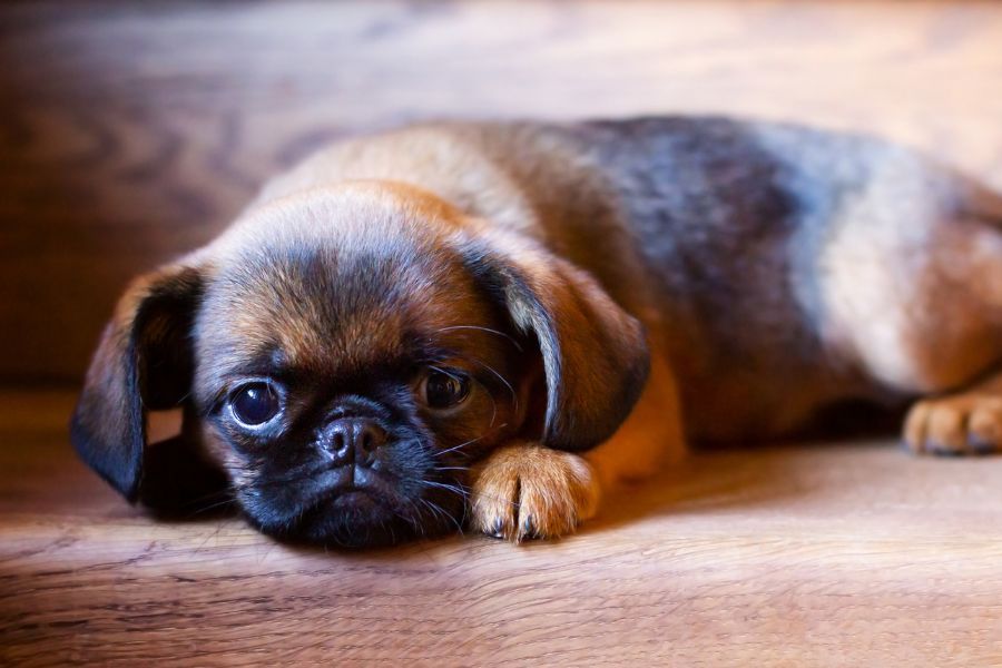 Puppy potty training tips