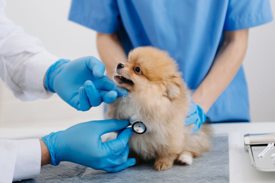 first vet visit checklist