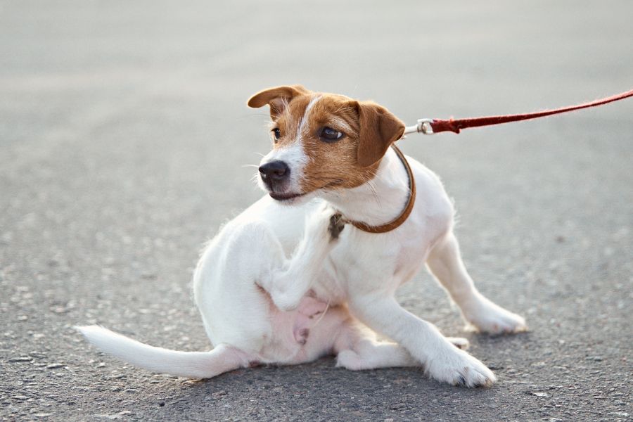 flea prevention for senior dogs