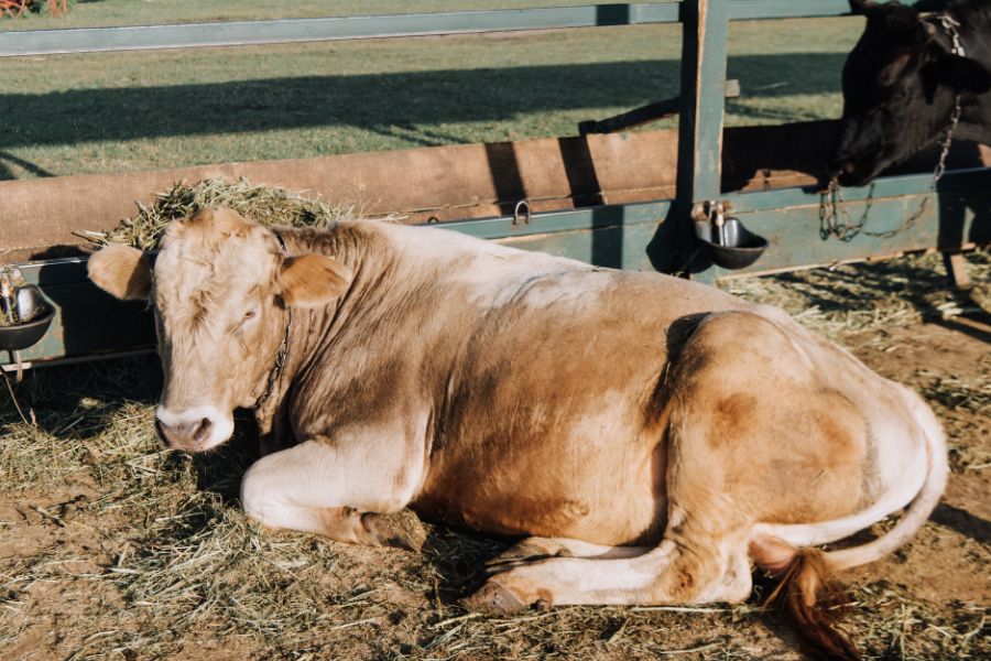 cattle bloat prevention