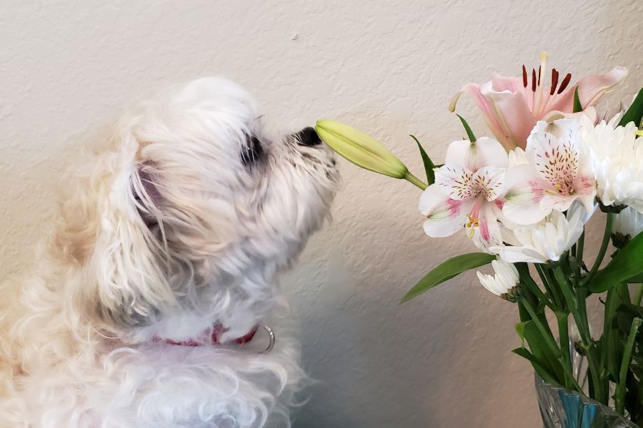 lilies toxic to dogs