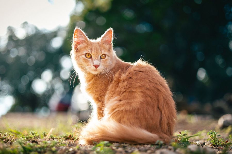 cat tail amputation when needed