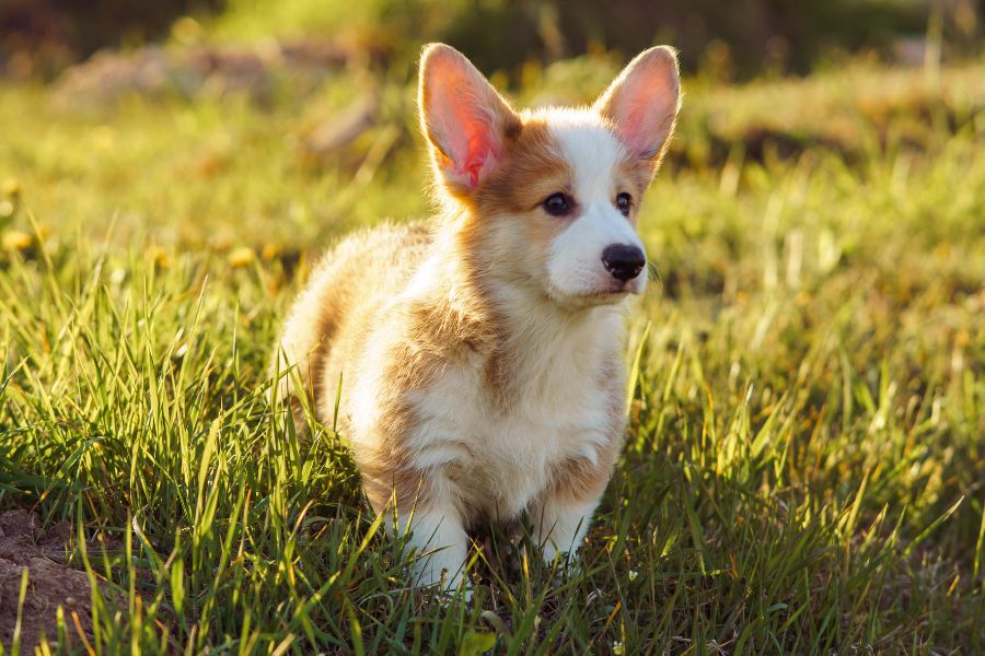 dog breeds most at risk for Lyme disease