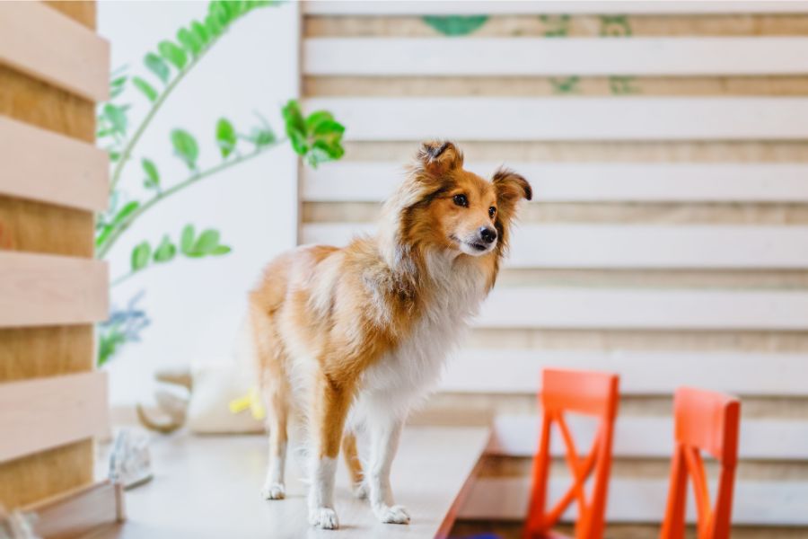 how to prepare pet urgent care kit