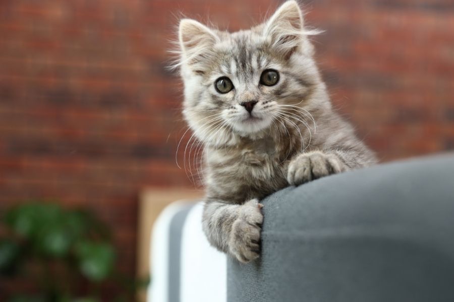 cat medication poisoning